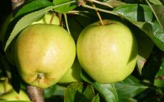 Golden Delicious apple trees