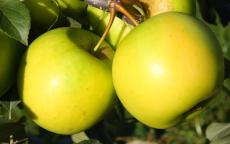 Greensleeves apple trees