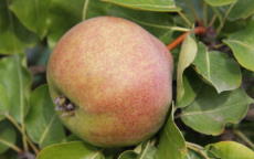 Catillac pear trees