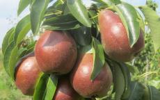Sensation pear trees