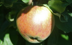 Isaac Newton's Tree apple trees