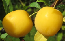 Fruit tree comparison - Golden Sphere