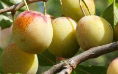 Fruit tree comparison - Oullins Golden Gage