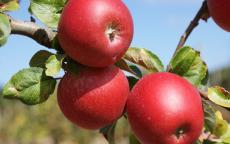 Red Windsor apple trees