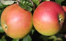Annie Elizabeth apple trees