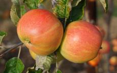 Bardsey apple trees