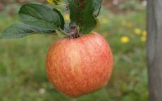 Bardsey apple trees