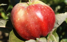 Bloody Ploughman apple trees