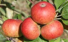 Fruit tree comparison - Chisel Jersey