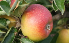 Court Pendu Plat apple trees