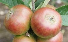 Devonshire Quarrenden apple trees