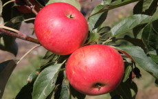 Discovery apple trees