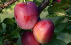 Ruby cherry plum trees