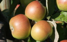 Dunkerton's Late cider apple trees