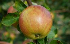 Isaac Newton's Tree apple trees
