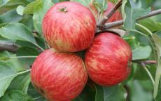 Red Foxwhelp cider apple trees