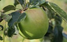 Grenadier apple trees