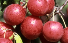 Gypsy cherry plum trees