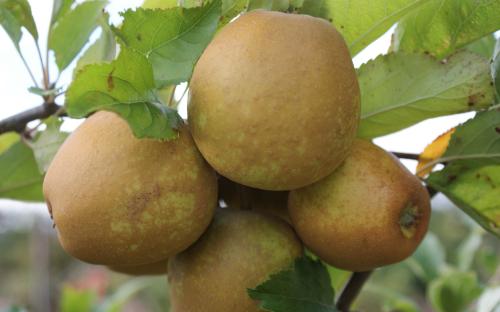 Herefordshire Russet