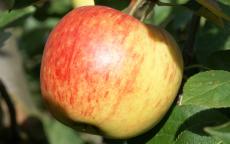 James Grieve apple trees