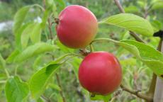 Fruit tree comparison - Jelly King