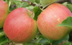 Jonagold apple trees