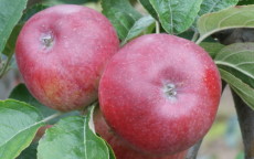 Kingston Black cider apple trees