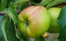 Lady Henniker apple trees
