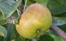 Lane's Prince Albert apple trees