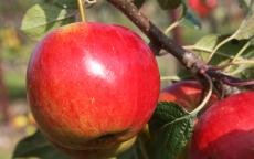 Laxton's Fortune apple trees
