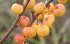 Butterball crab apple trees