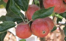 Rosehip crab apple trees