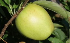 Crispin apple trees
