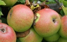 Newton Wonder apple trees