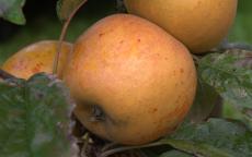Fruit tree comparison - Norfolk Royal Russet