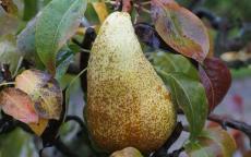 Celebration NUVAR pear trees