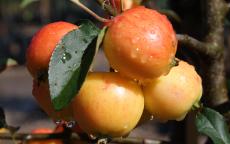 NUVAR® Marble crab apple trees