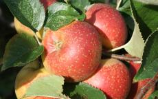 Orleans Reinette apple trees