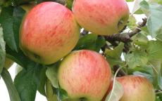 Pinova apple trees