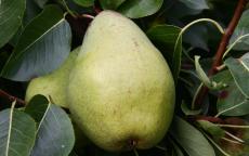 Pitmaston Duchess pear trees