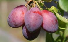Purple Pershore plum trees