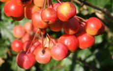 Fruit tree comparison - Red Sentinel