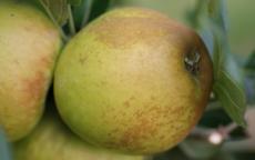 Rosemary Russet apple trees