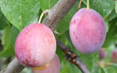 Seneca plum trees