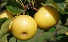 Shinseiki asian pear trees