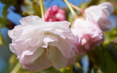 Shogetsu - Blushing Bride ornamental cherry trees