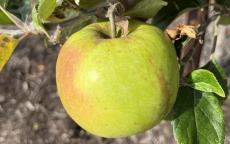 Stirling Castle apple trees
