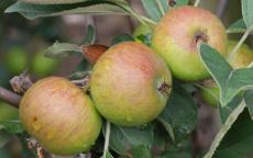 Stoke Red cider apple trees
