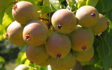 Thorn pear trees