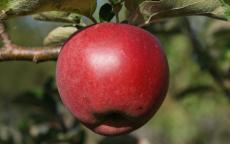 William Crump apple trees
